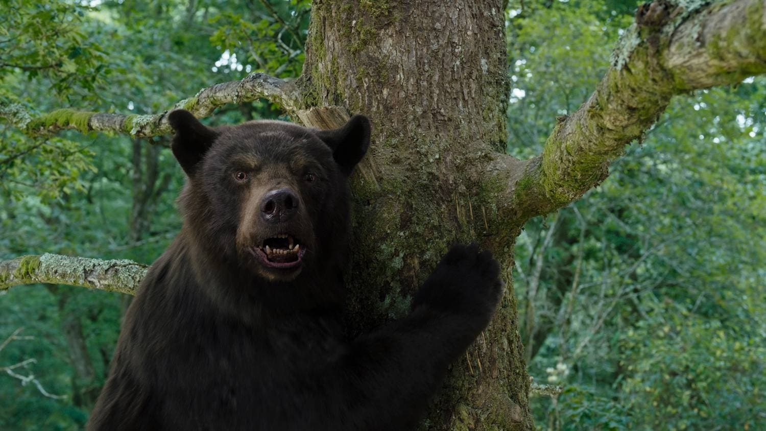 Cocaine Bear's titular bears hugs a tree mid-climb.